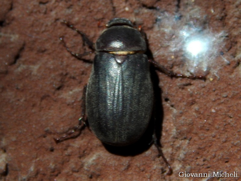 Melolonthidae: Aplidia transversa